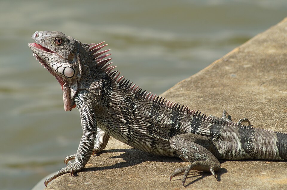 An iguana — contextual animal photograph, not evidence of shapeshifting